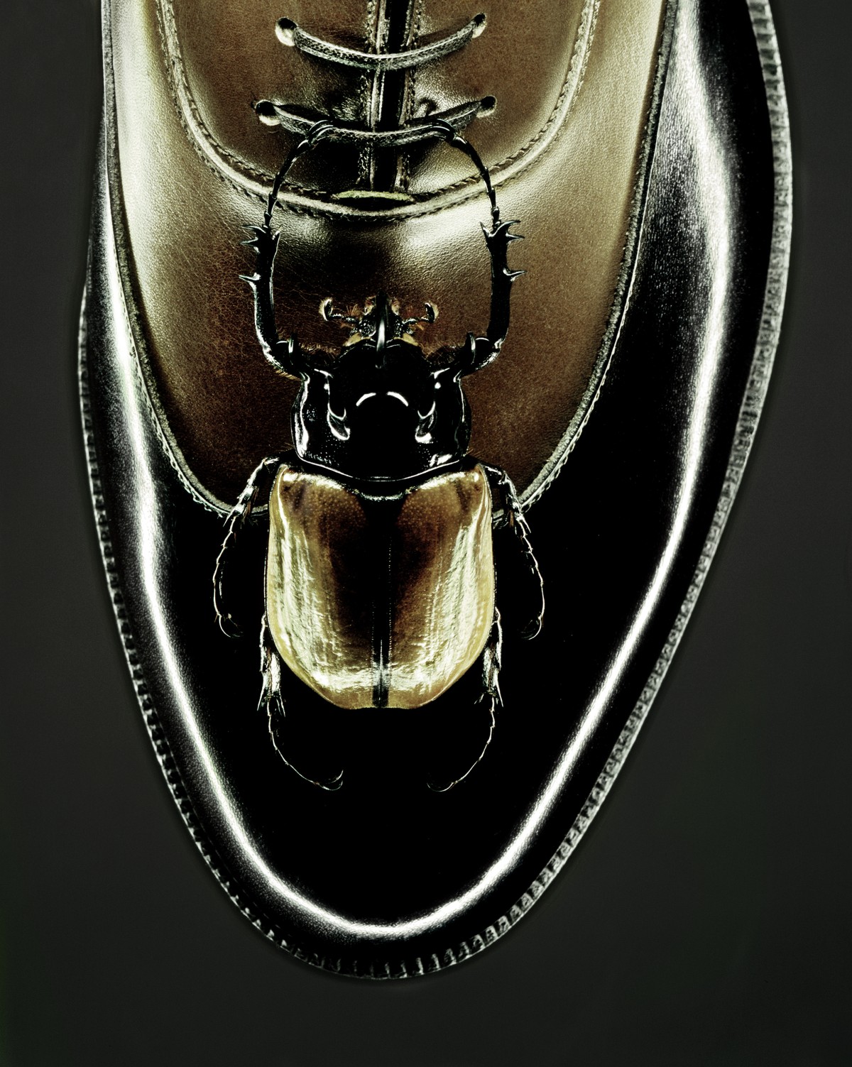 rhino-shoe