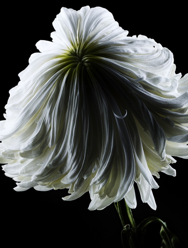 1-131022_mum_daisy-13-14