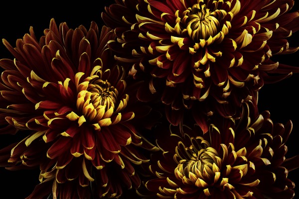 4-131022_mum_daisy-7-8
